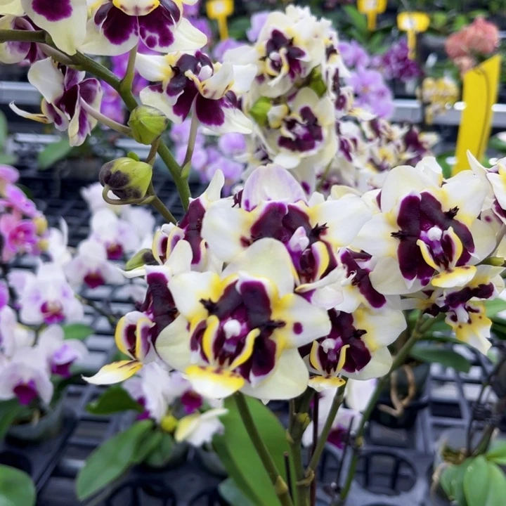 当前无花朵，栽培后可花朵