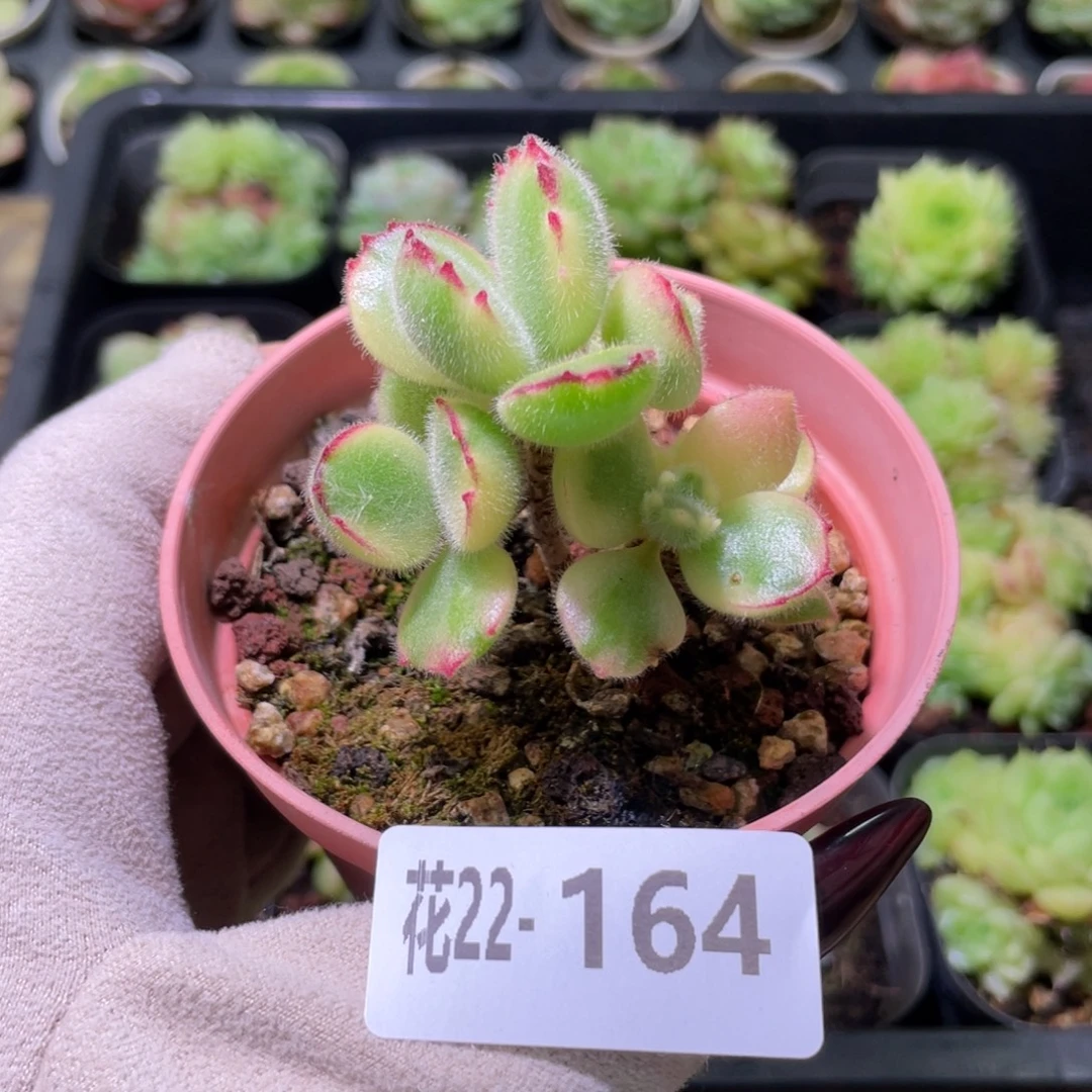 花利美22-164彩熊 不售后