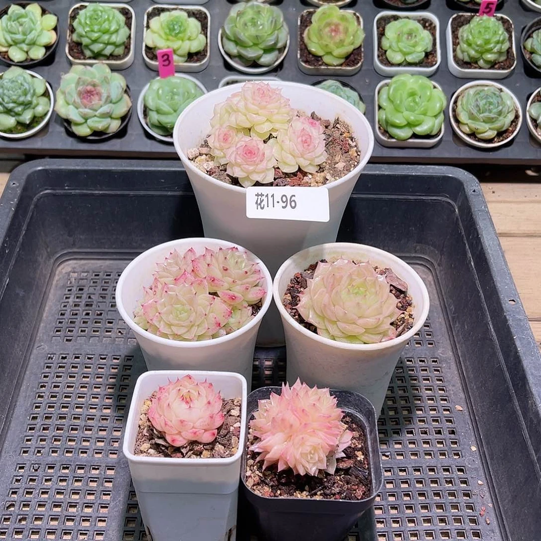 花利美11-96框拍5颗