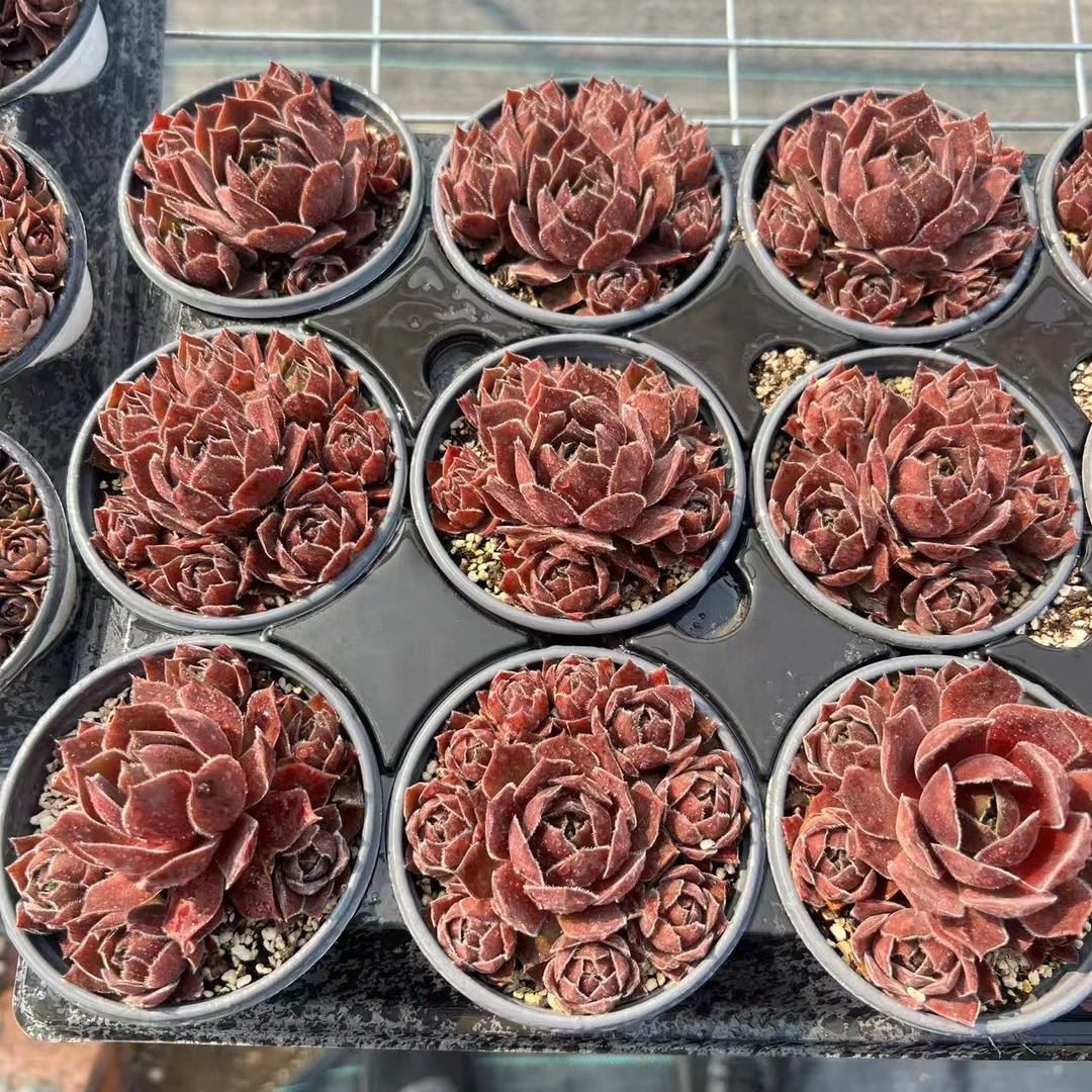 9厘米盆 多头 帕卡德安 带盆栽好发货