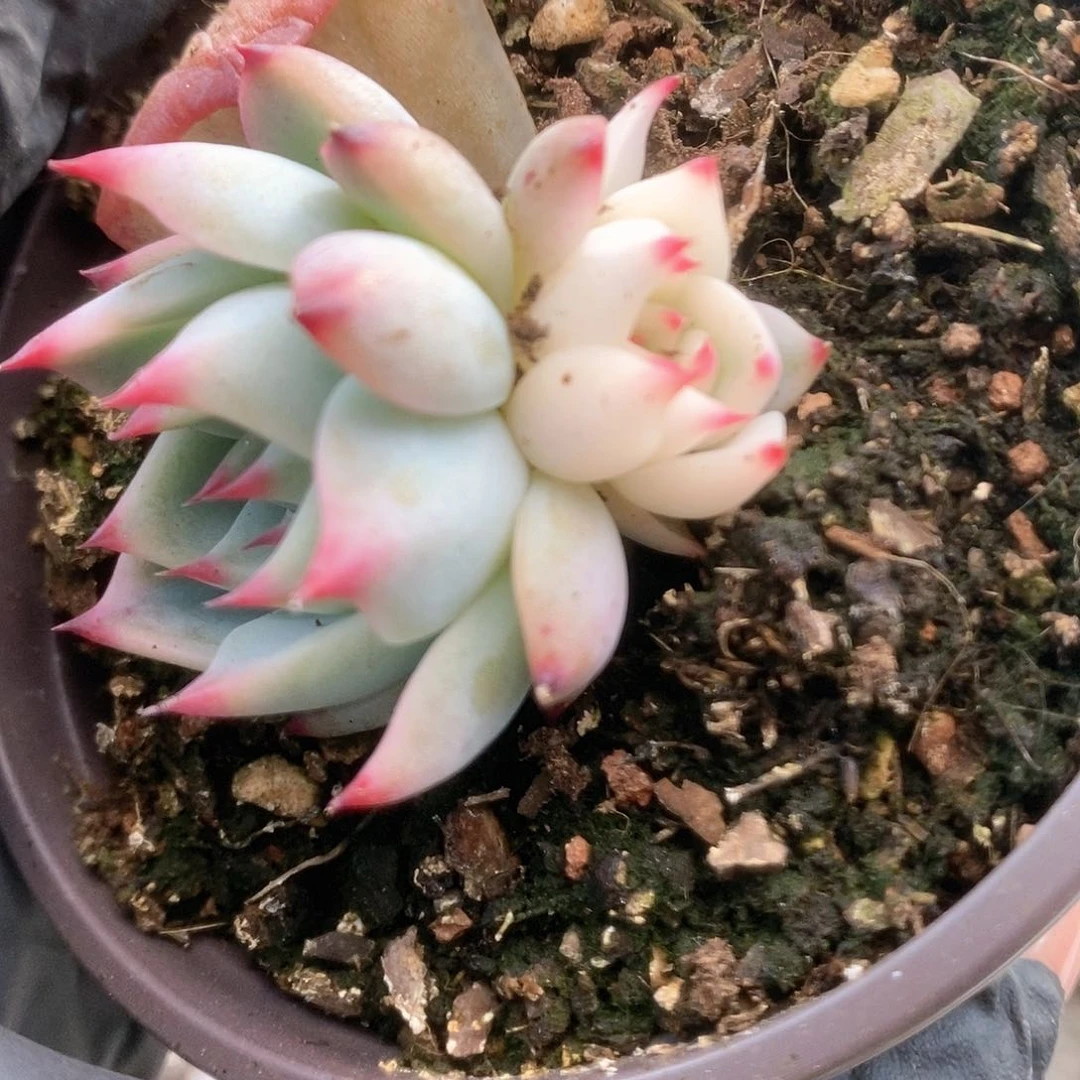 116半覆轮锦锦锦锦