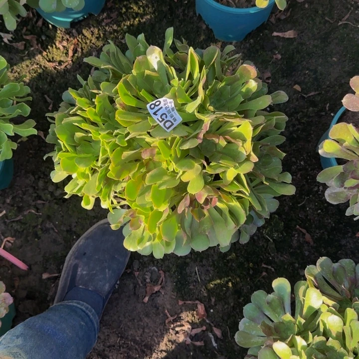 少秋七彩花30-11包邮花花