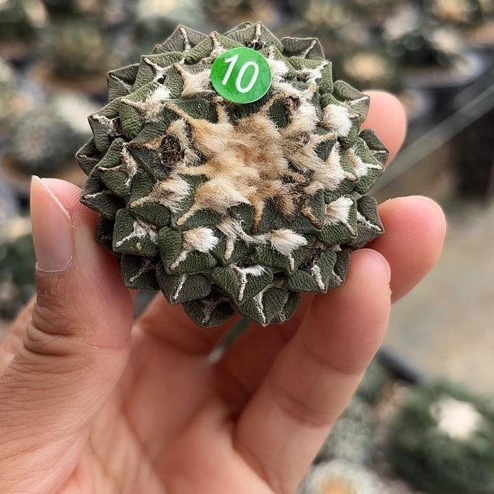 袖蒲苗接落地仙人球10