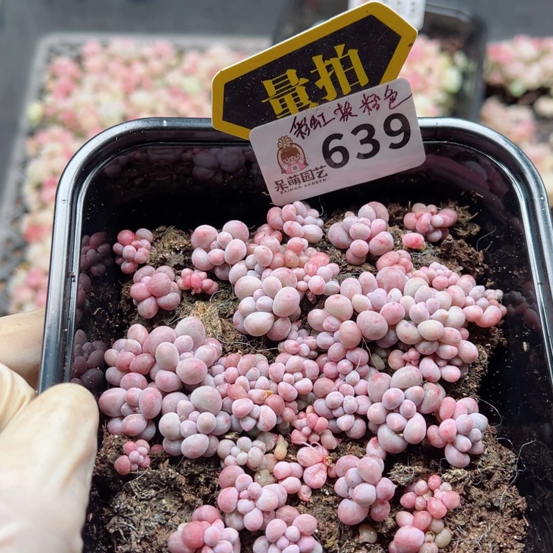 多肉植物多肉植物