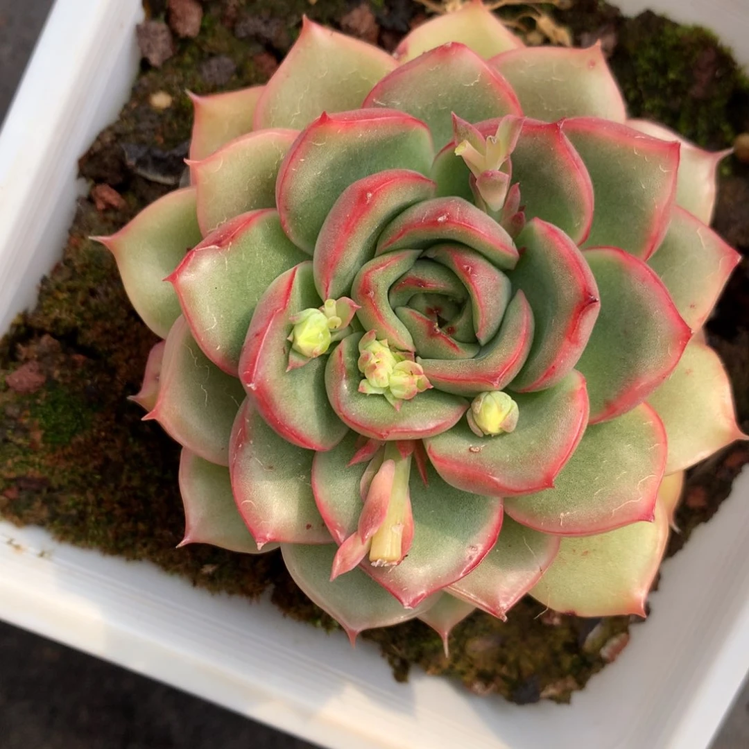 297杂交多肉老桩8冠