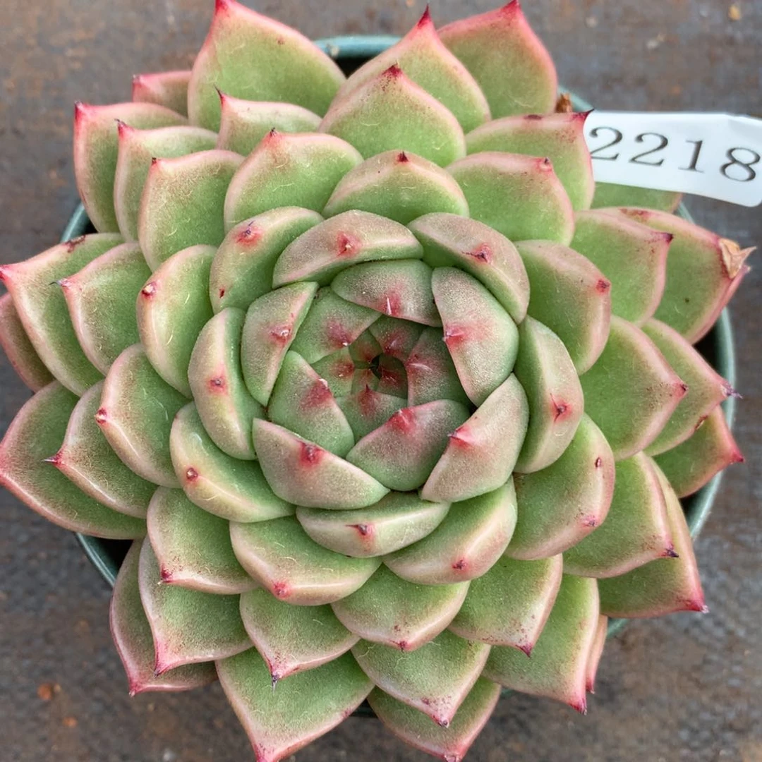 2218杂交精品基地12厘米