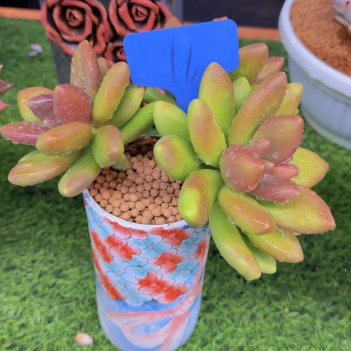 嗳*16多肉植物一物一拍