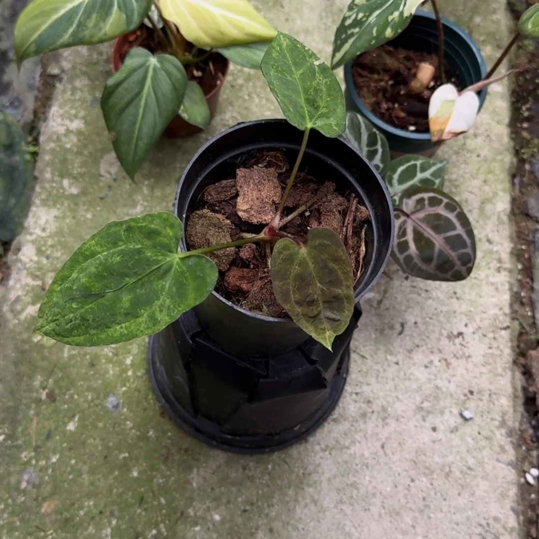 无花朵石化锦花烛