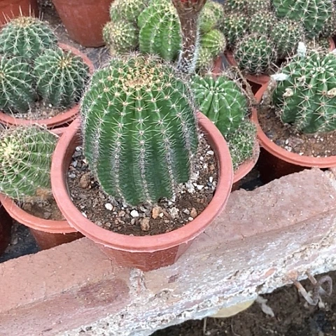 仙人球开花漂亮好看