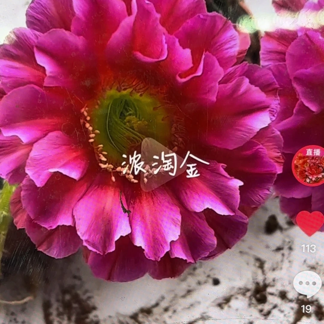 浓桃筋侧牙20包邮仙人球17