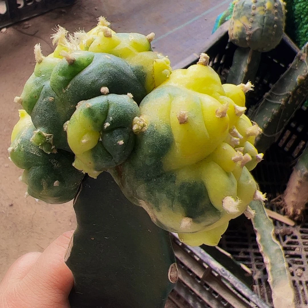 无花朵仙锦群仙人球864