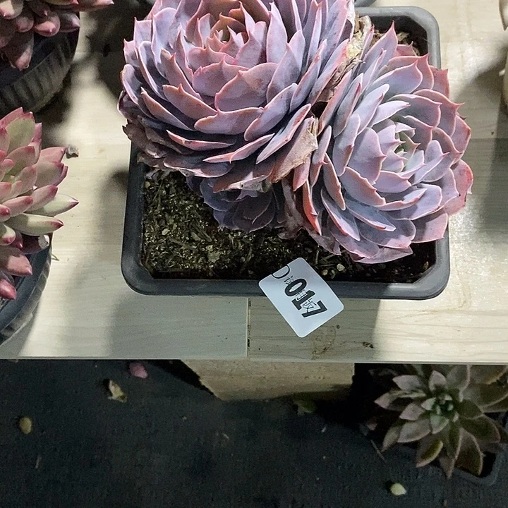 炎***热017pink多肉植物多肉