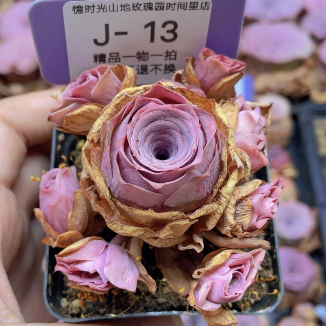 殿***神山地玫瑰J13满38包邮裸根发货