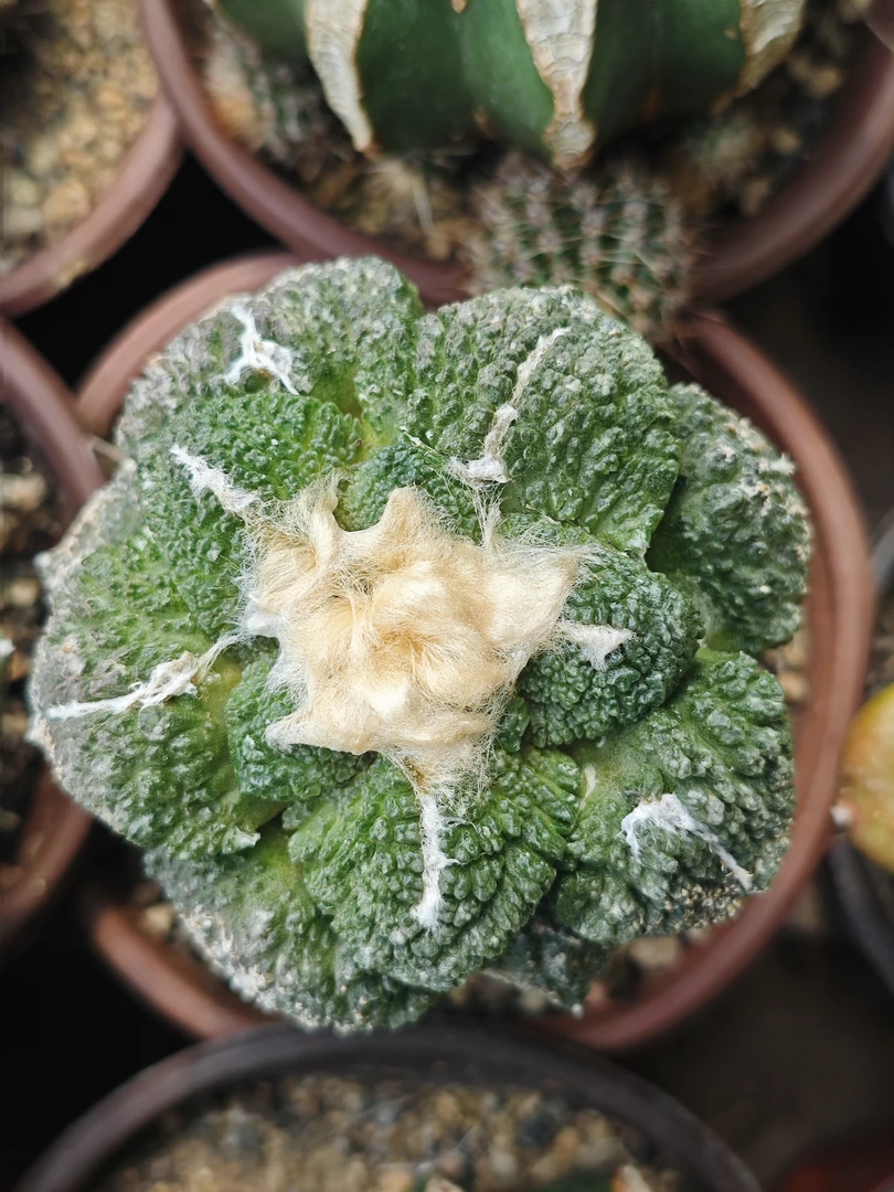 龟甲牡丹仙人科嫁接植物