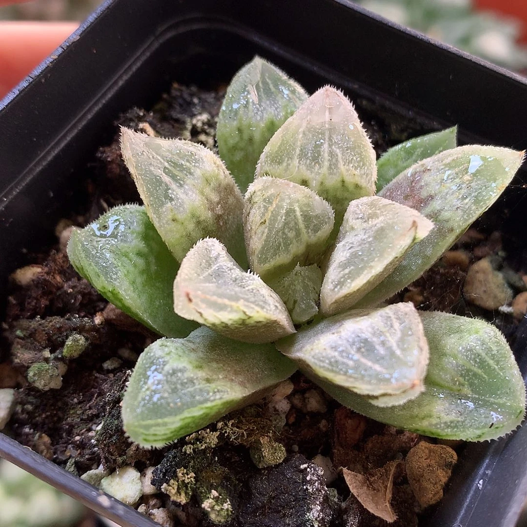 实生寿带盆土发货