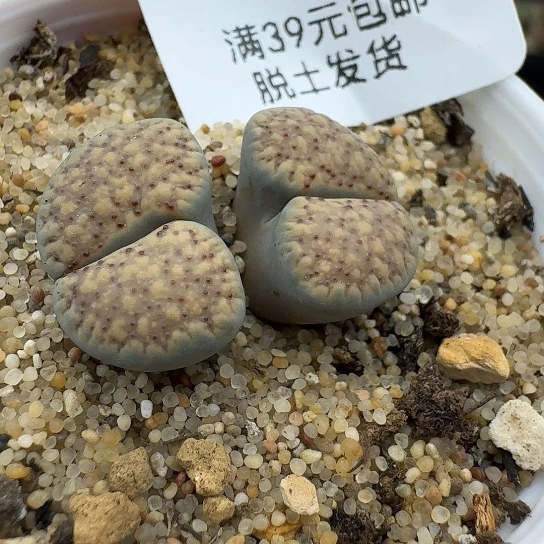 567多肉哈哈哈哈哈哈哈