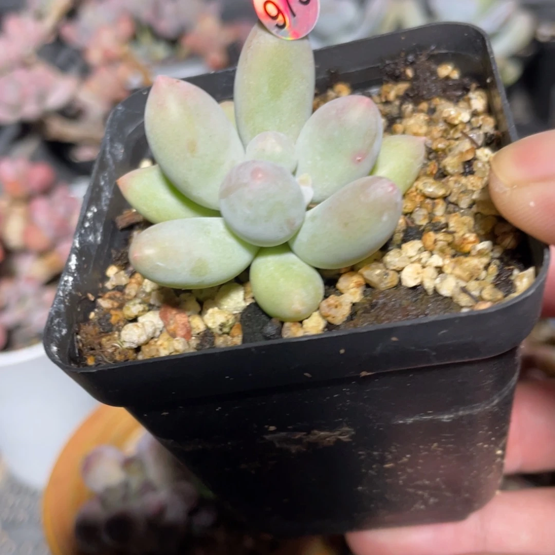 奶酪杂交多肉植物