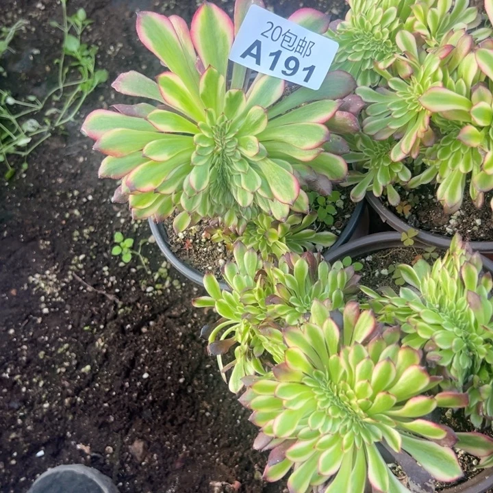 段***）多肉植物191不售后