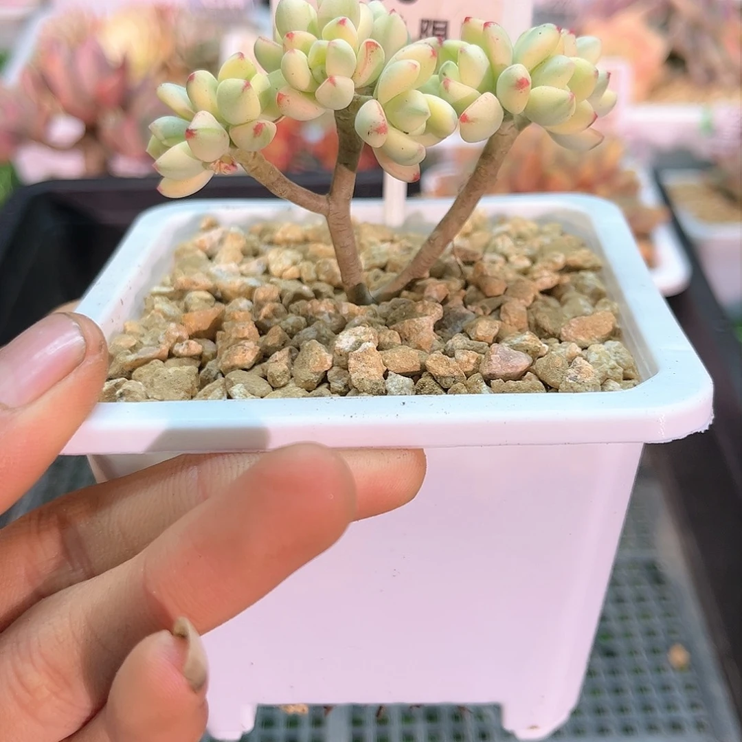 卉森多肉一物一拍编号96