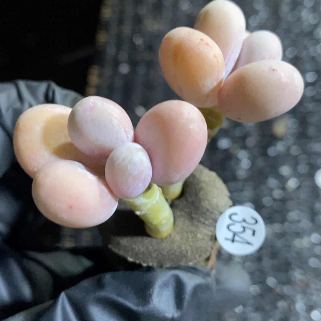 精品多肉小冠服354