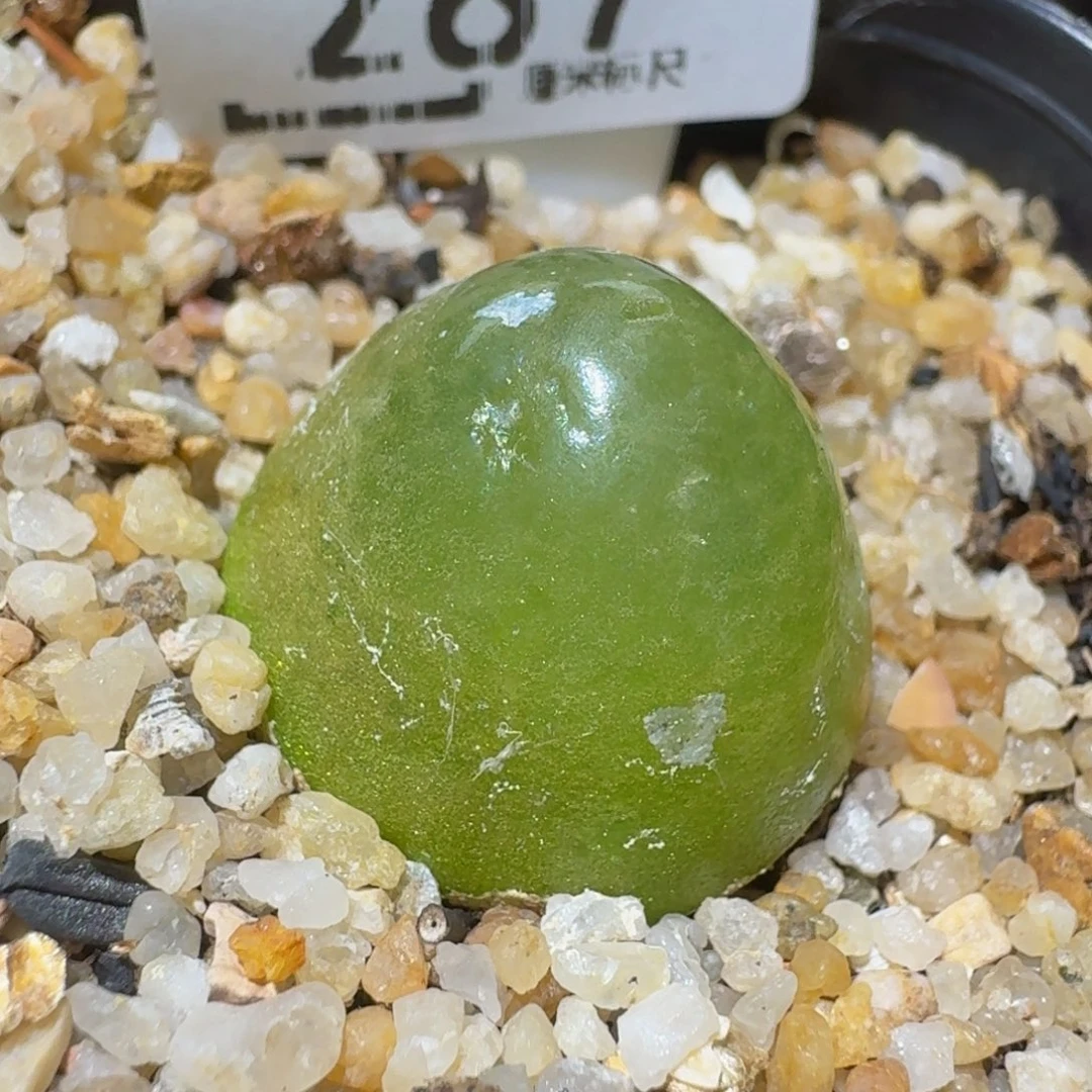 Zzzzzz精品生石花287