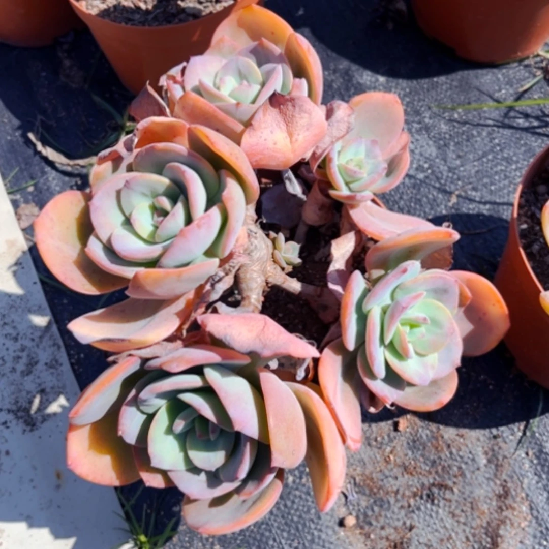 【闪购商品】可*白凤