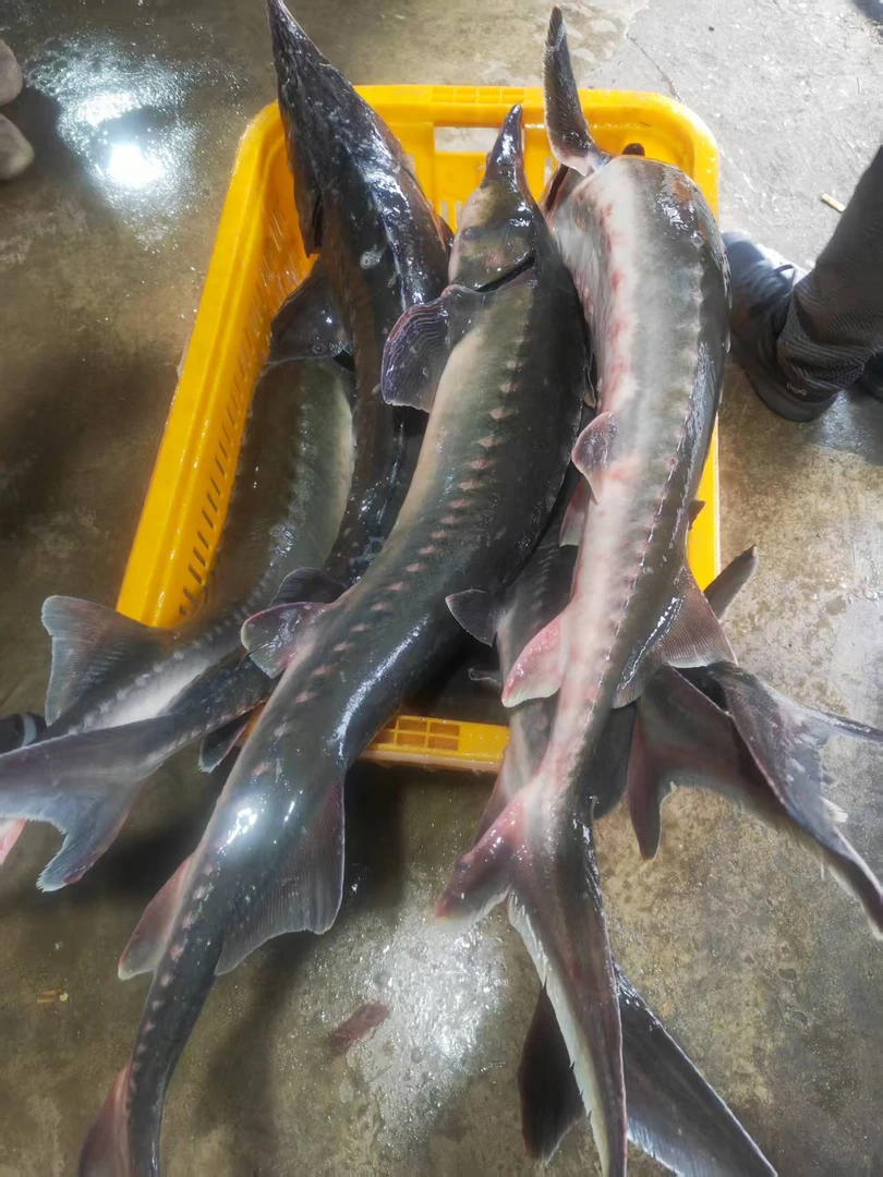 东北冷水鲟龙鱼净膛鱼壳子（现场称重改价链接）