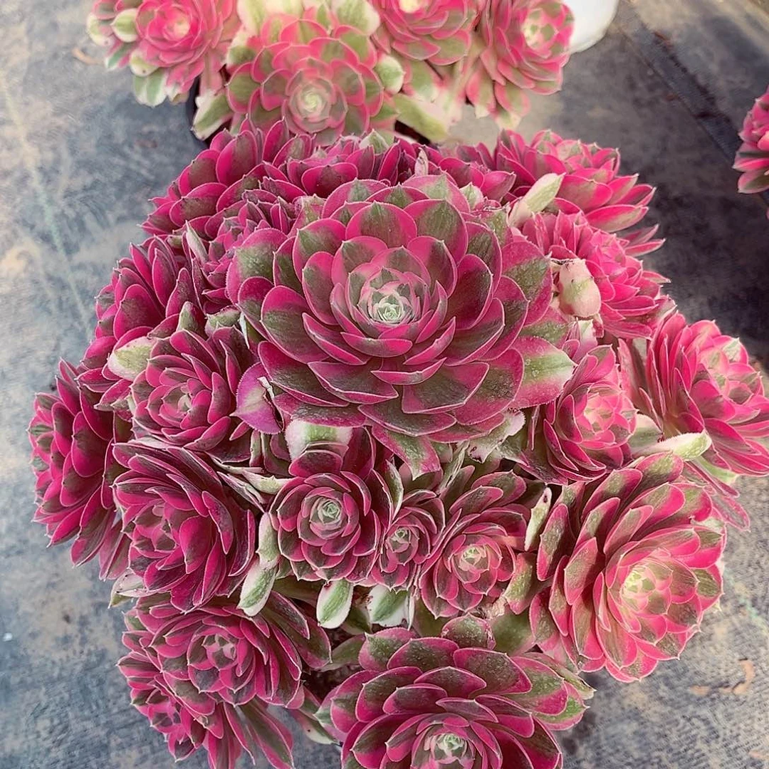 法师多肉植物胭脂雪