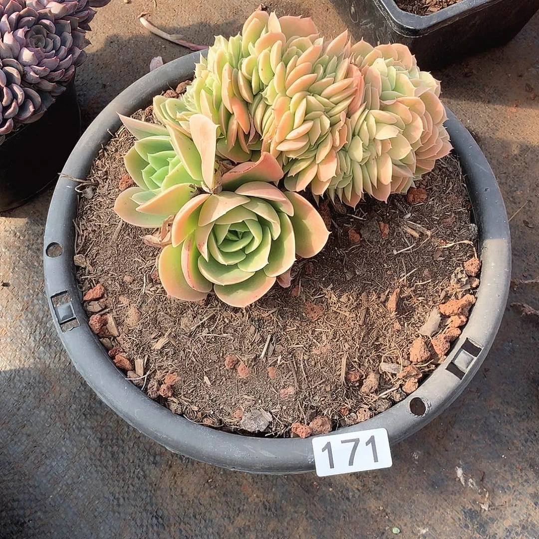171星纳塔 一物一拍多肉