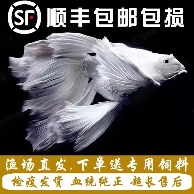 正宗台湾狮子头蝴蝶鲤赛级白色短球好养耐活大鳍大尾活体发货