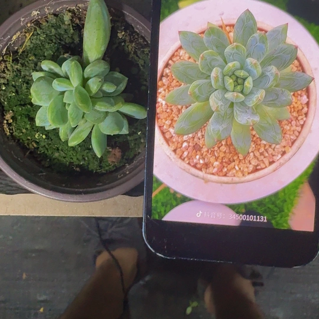 艾米丽 叶插 6头  一物一拍