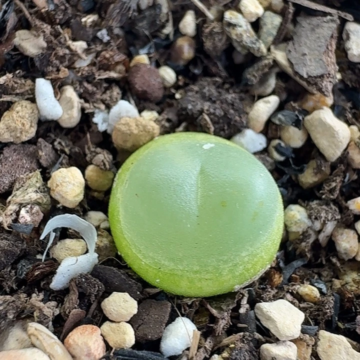 老马生石花35拉登1844