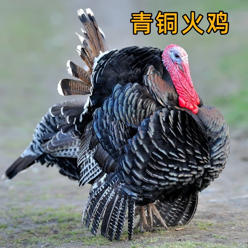 宠物鸡 黑花色青铜火鸡 包邮包活到家