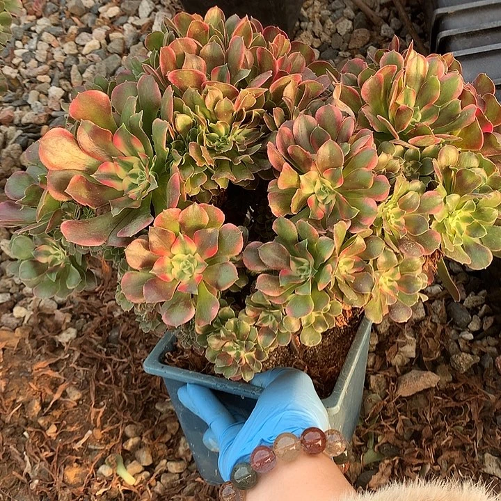 香妃朵朵脱土发货啊