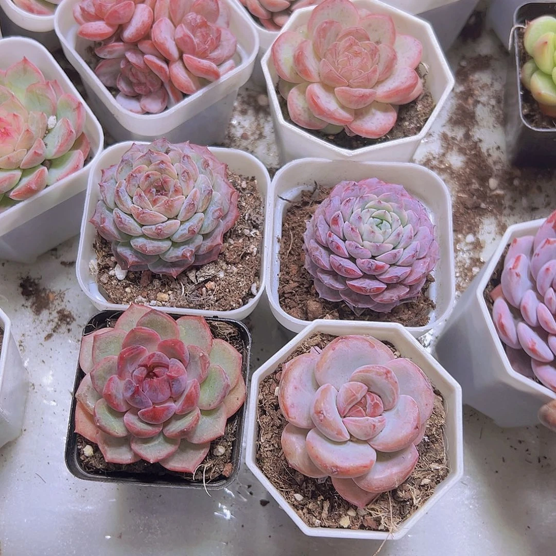 漫漫雪组合6盆19包邮