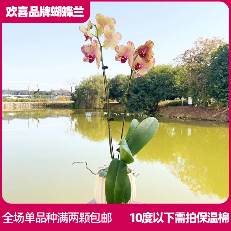 【金芒果】精品蝴蝶兰鲜花绿植室内花盆景