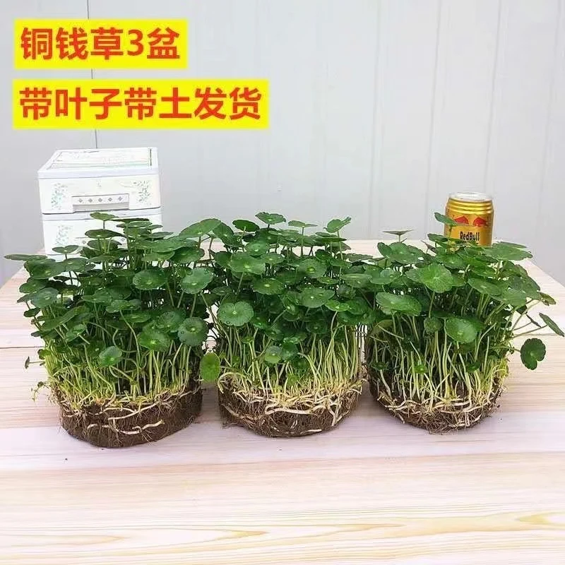 铜钱草招财办公室桌面盆栽金钱草花卉室内水培植物净化吸甲醛绿植