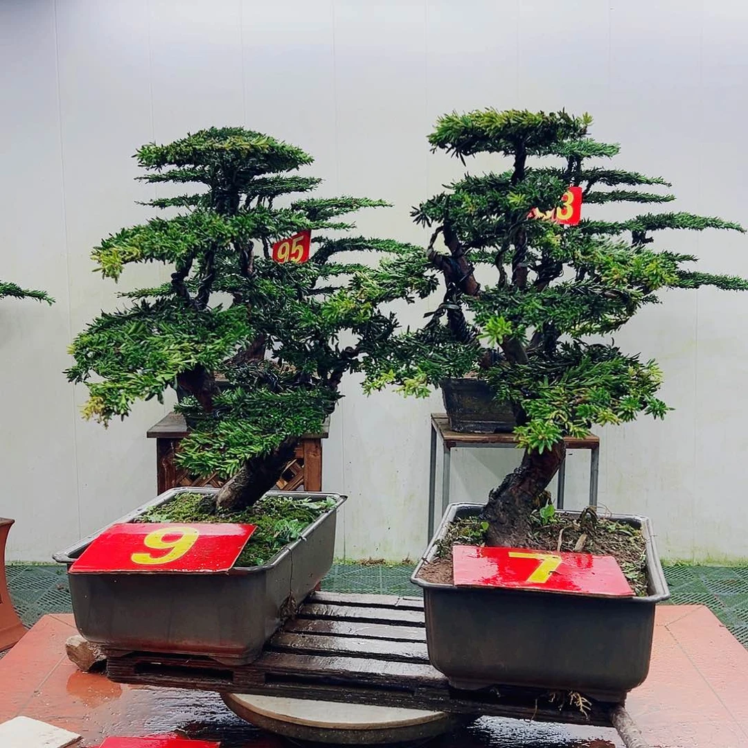 不开花植物罗汉松