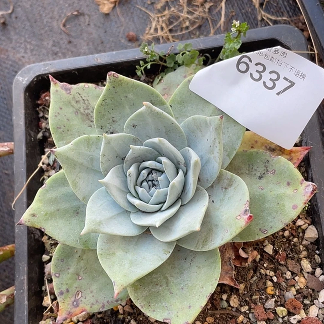 【闪购商品】苹果叶雪山