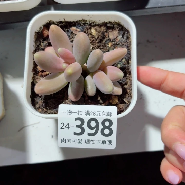 糖果美人无盆土发货无盆土无