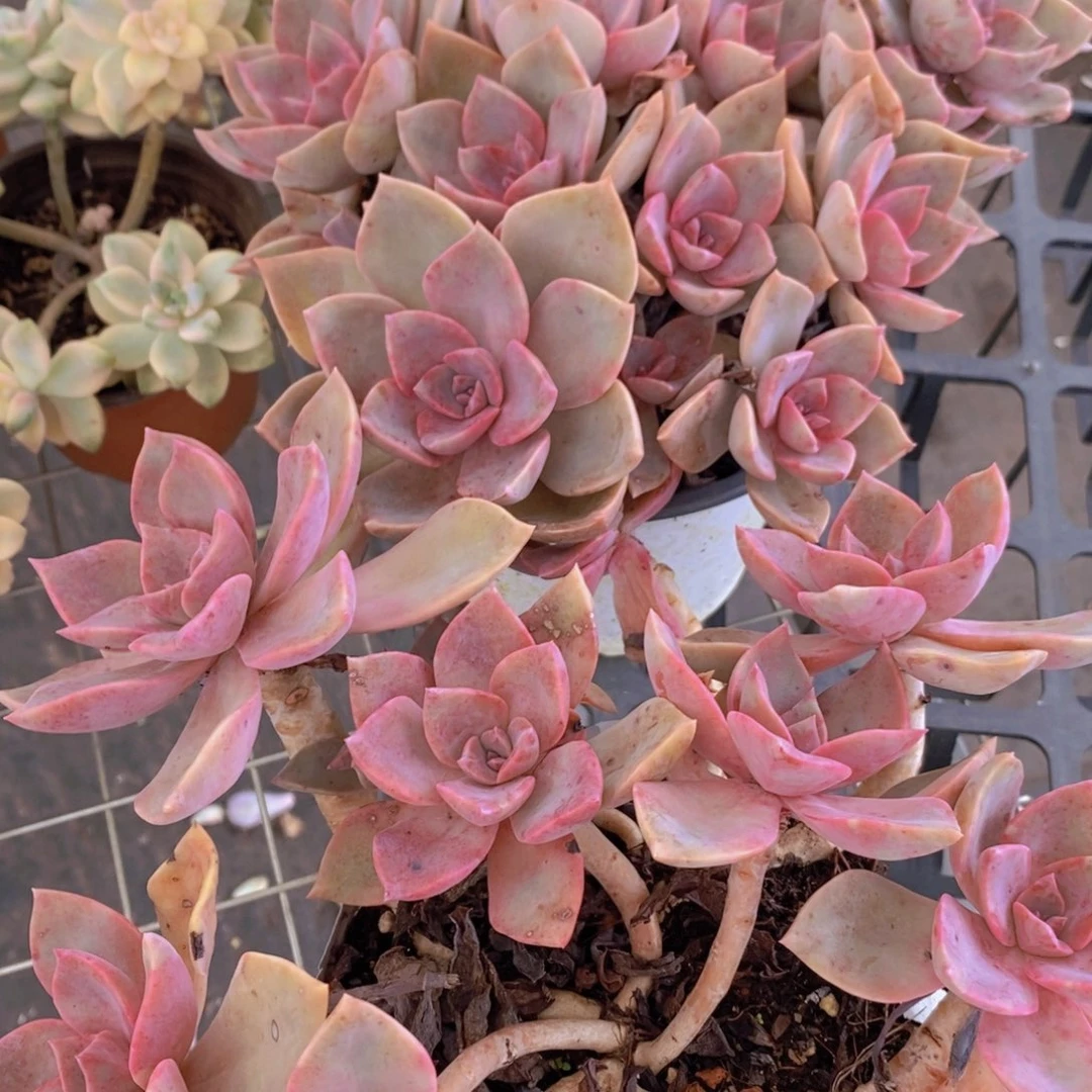 中国初恋多头群生老桩两盆