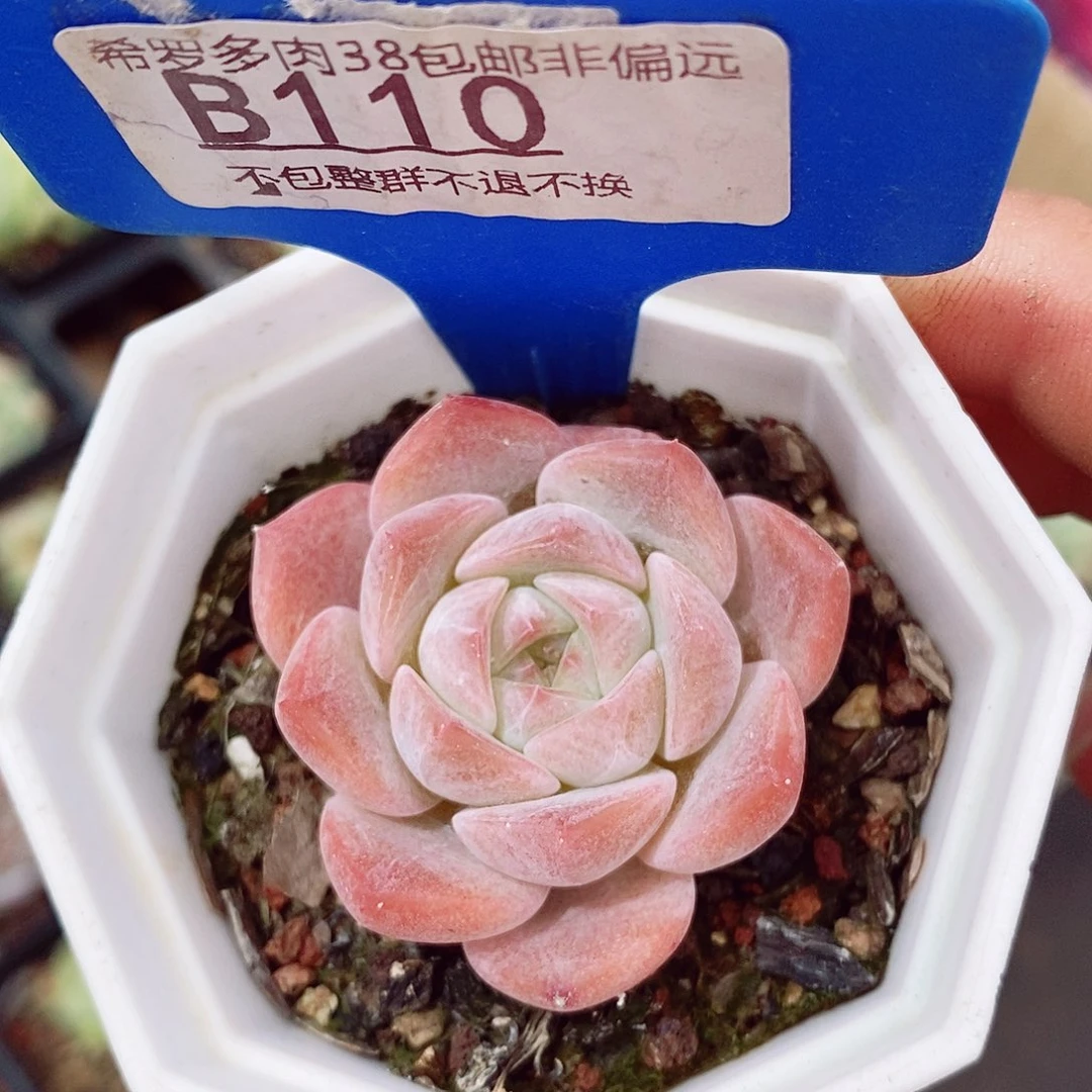 粉萝莉5cm多肉植物