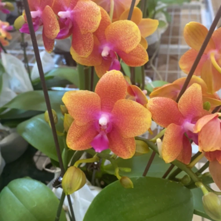 蝶兰小栈【香恋博格利】欧品精品花带香味