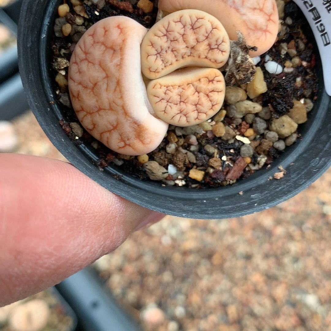 W663多肉植物保护研究所