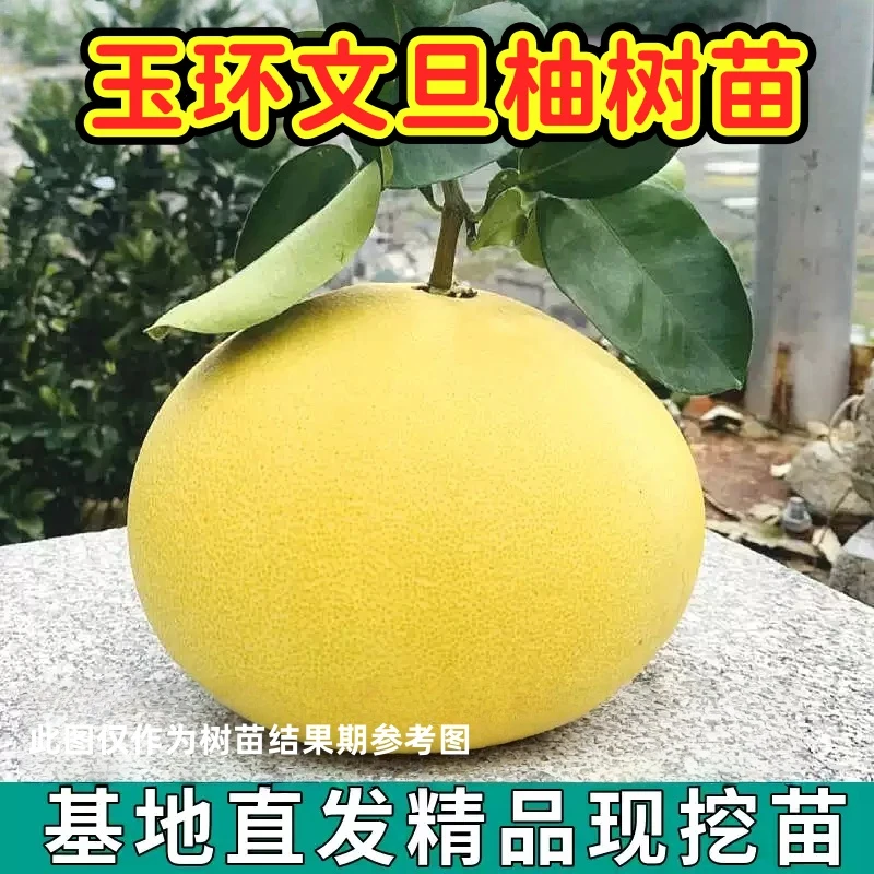 玉环文旦柚嫁接树苗11月份成熟大果纯甜多汁丰产南北方种植盆地栽