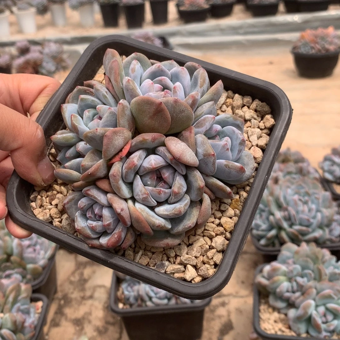 无花朵叶子花花花花花花花花