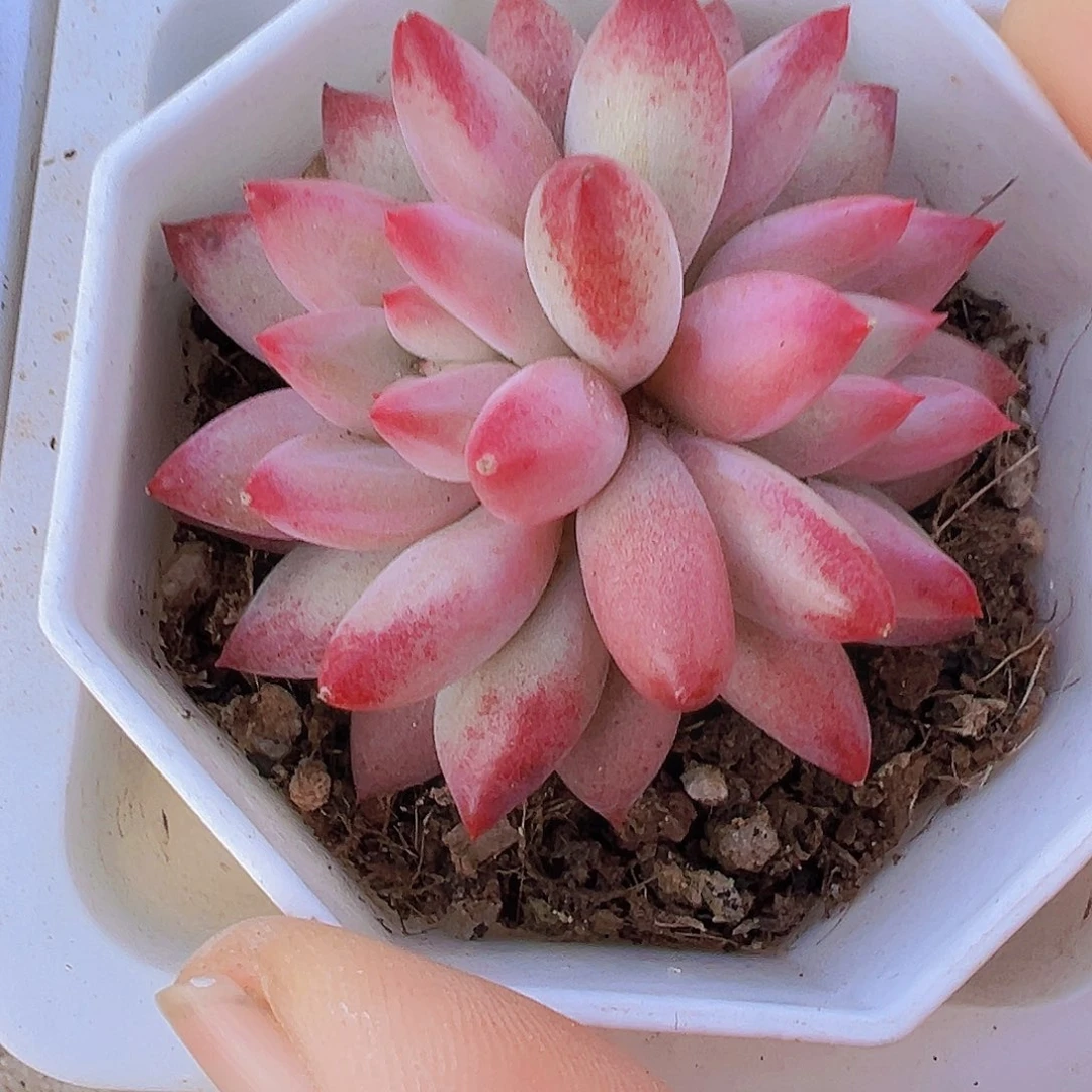 双头金鱼姬19包邮多肉