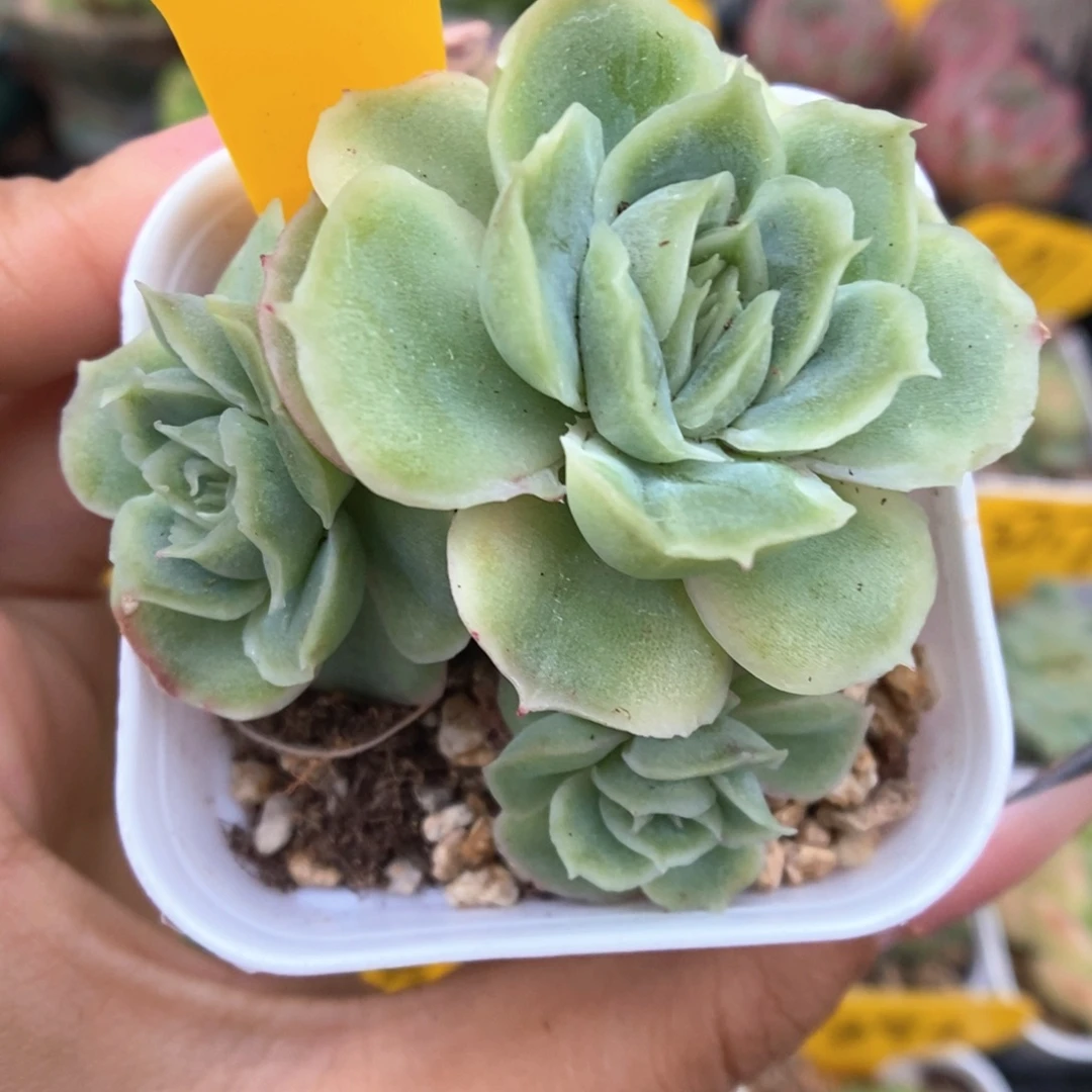 水晶虾饺群生232号。