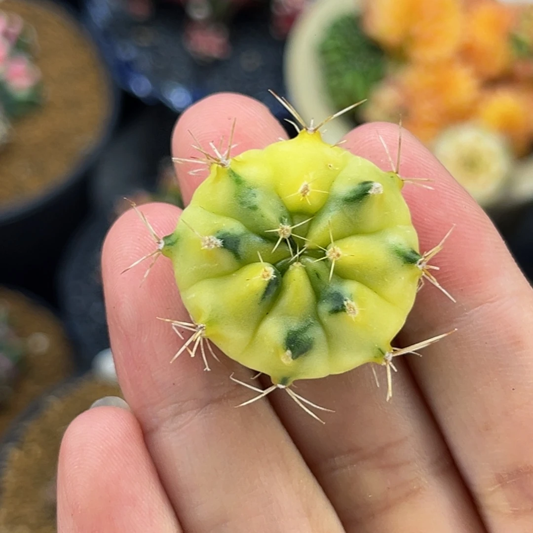 超肥圆大黄臀 米哈仙人球