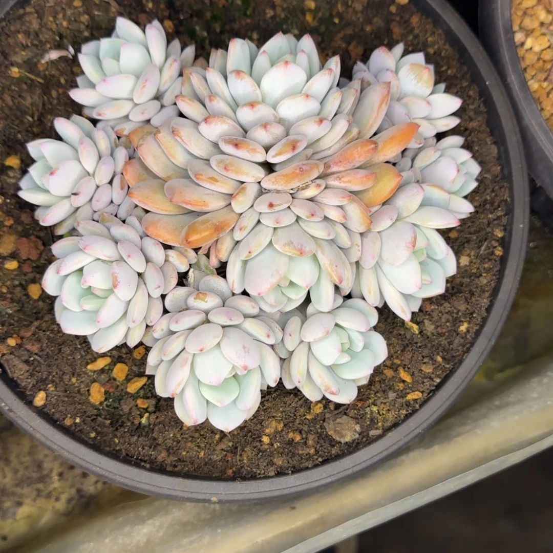 多肉植物多肉植物